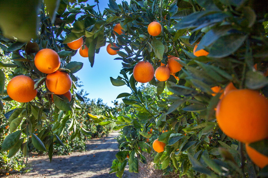 Florida citrus grove and orange production site visit